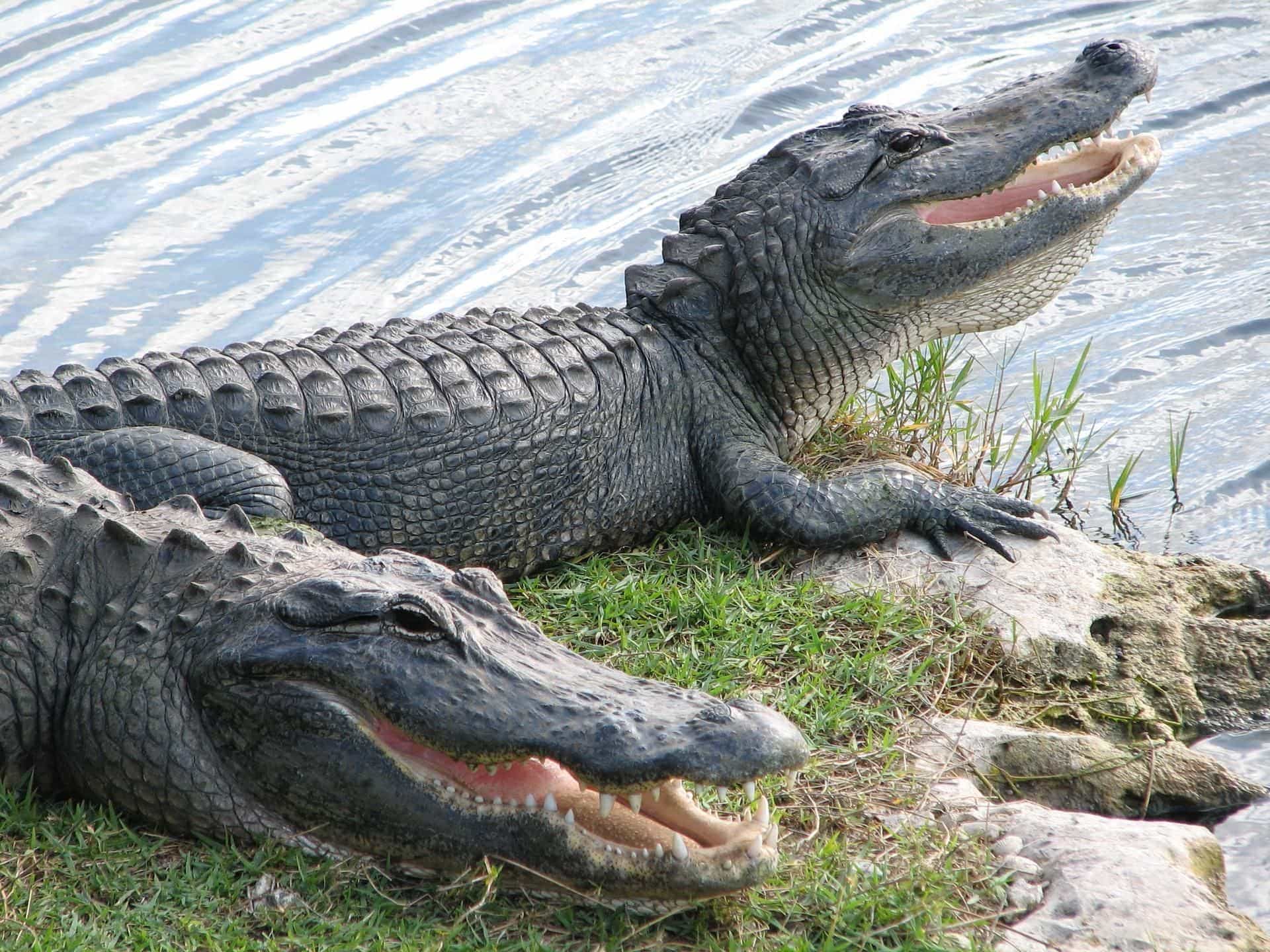 Alligator Dream Meaning