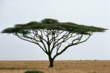 Acacia Tree Dream Meaning