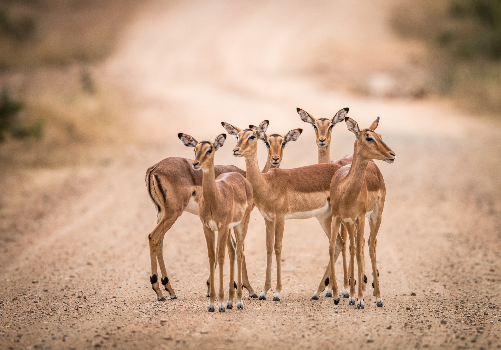 Biblical Meaning Of Antelope In A Dream