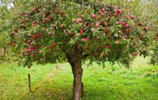 Apple Tree Dream Meaning