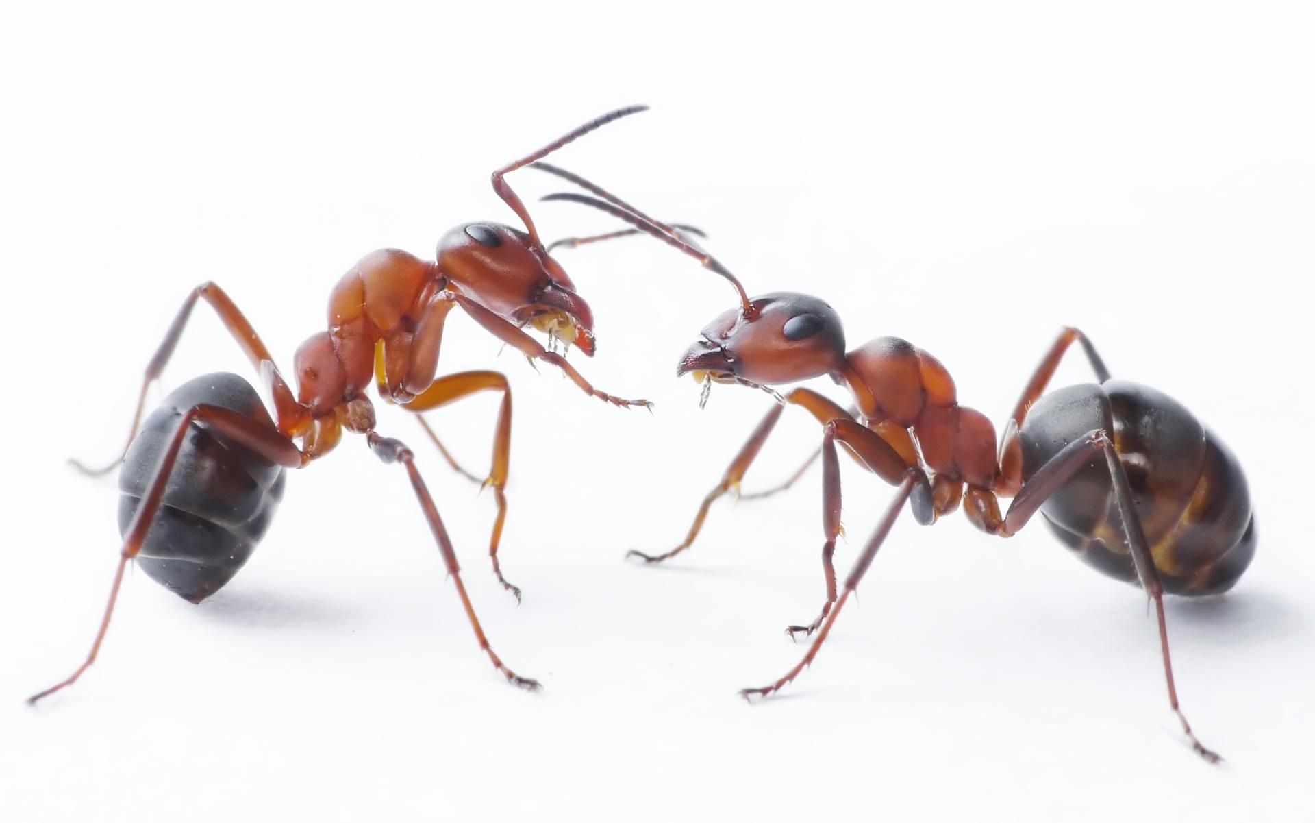 Meaning Of Seeing Black Ants