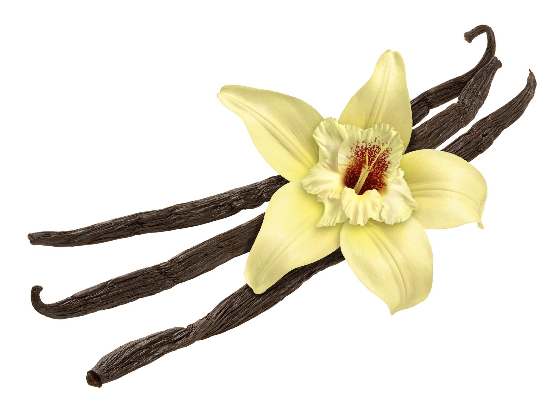 vanilla-dream-meaning-get-your-dream-interpretation-now