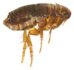 Flea Dream Meaning