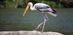 Stork Dream Meaning