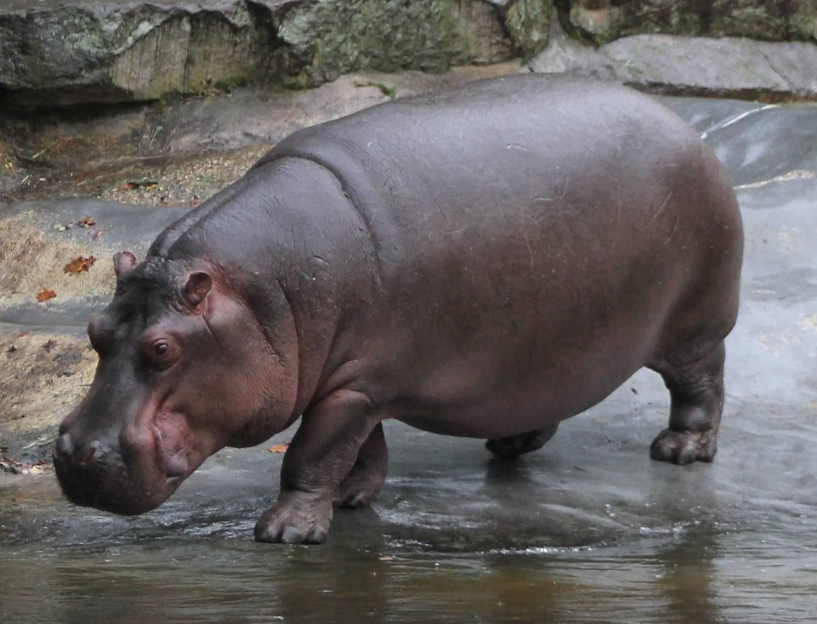 hippo dream meaning, dream about hippo, hippo dream interpretation, seeing in a dream hippo