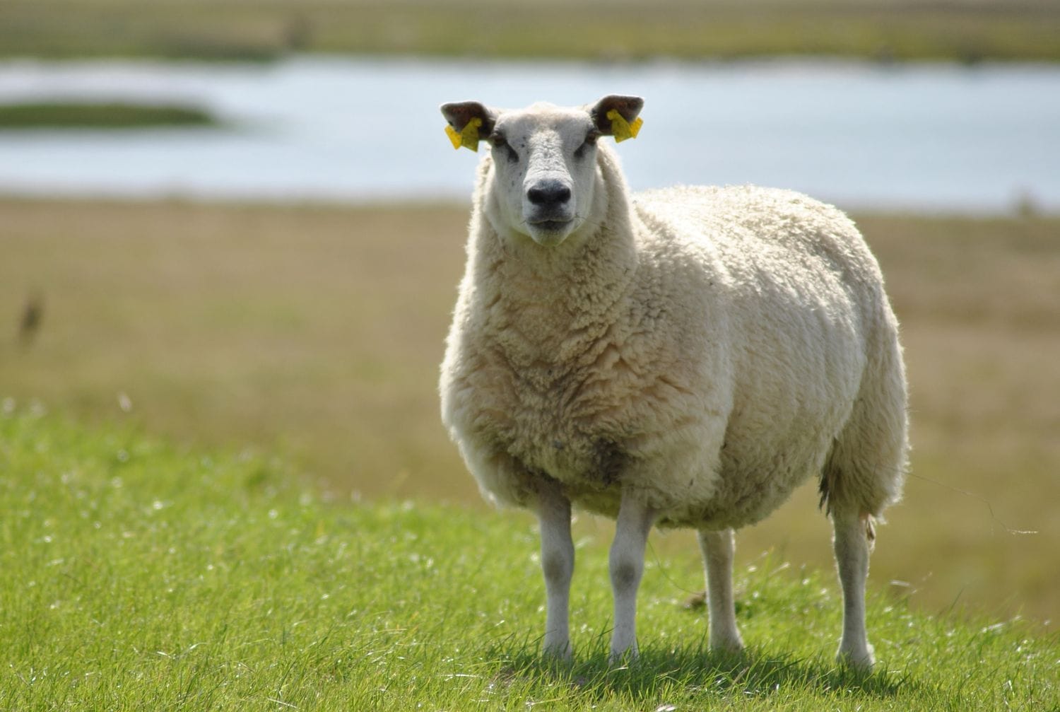 Sheep Meaning In Bible