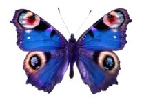 Butterfly Dream Meaning