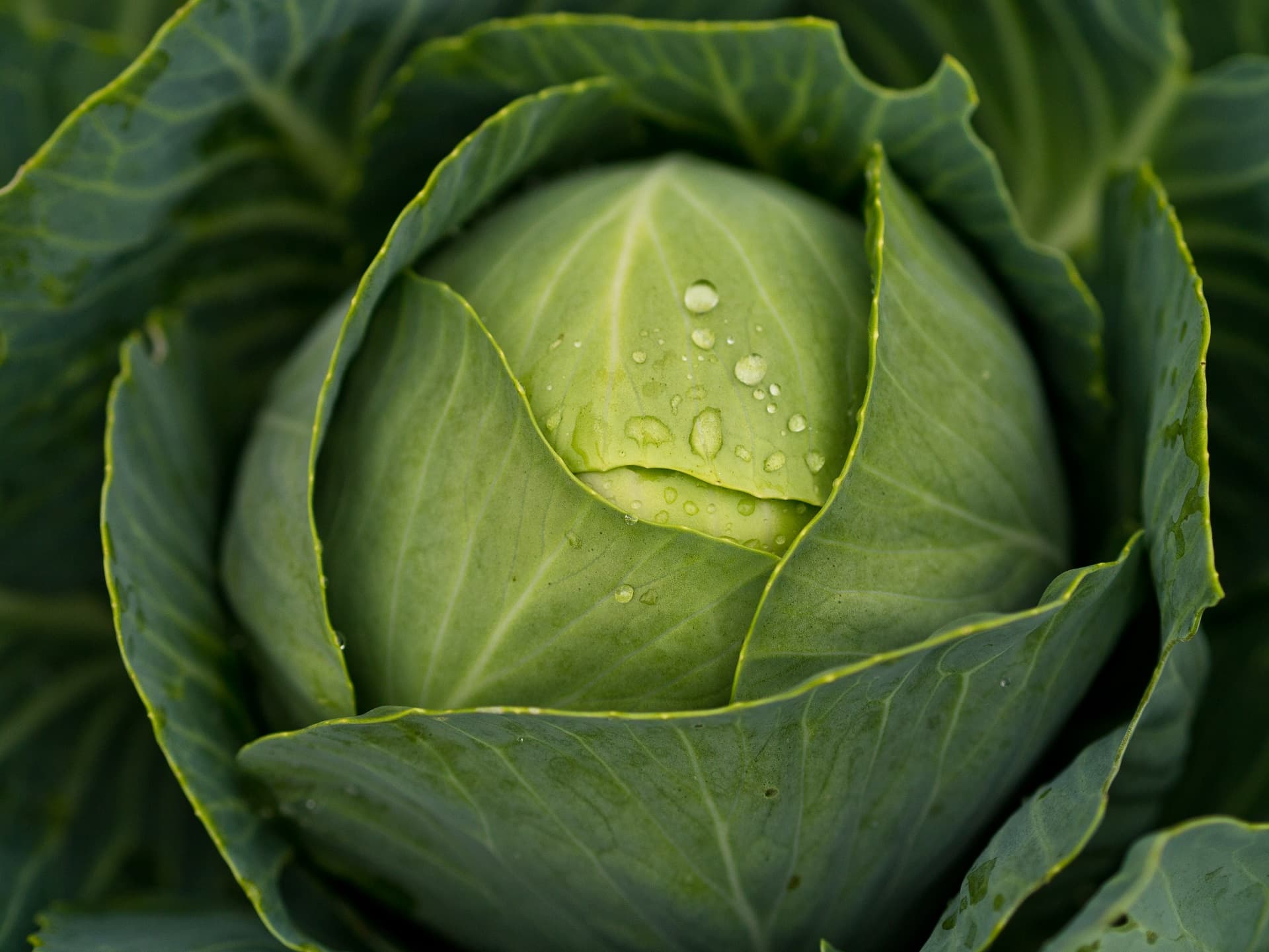cabbage dream meaning, dream about cabbage, cabbage dream interpretation, seeing in a dream cabbage