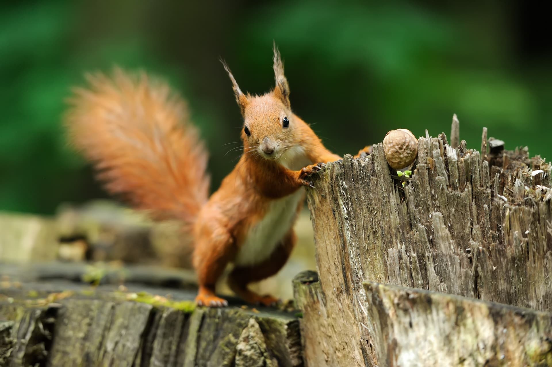 Squirrel Dream Meaning Get Your Dream Interpretation Now!!!