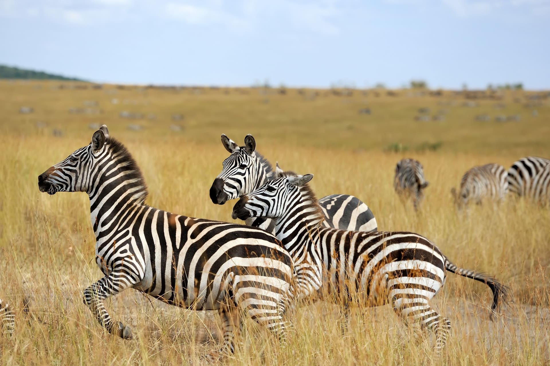 zebra-dream-meaning-get-your-dream-interpretation-now