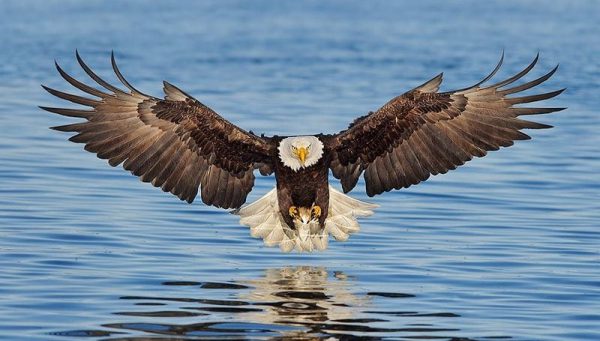 Eagle Dream Meaning | Get Your Dream Interpretation Now!!!