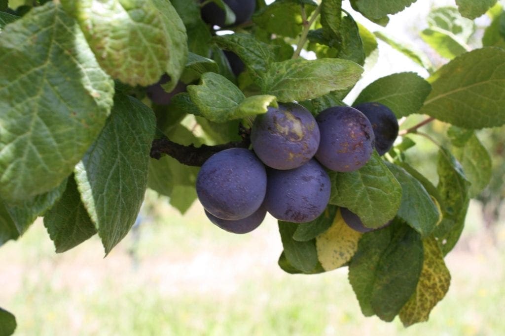 Damson Meaning In English