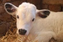 Calf Dream Meaning