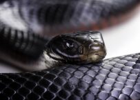 Snake Dream Meaning