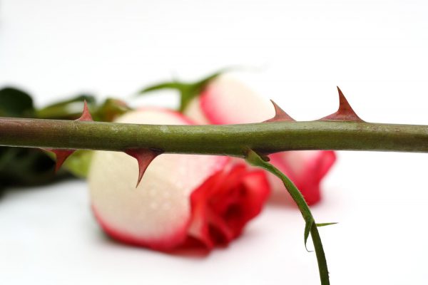 Thorn Dream Meaning Get Your Dream Interpretation Now 