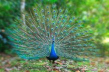 Peacock Dream Meaning