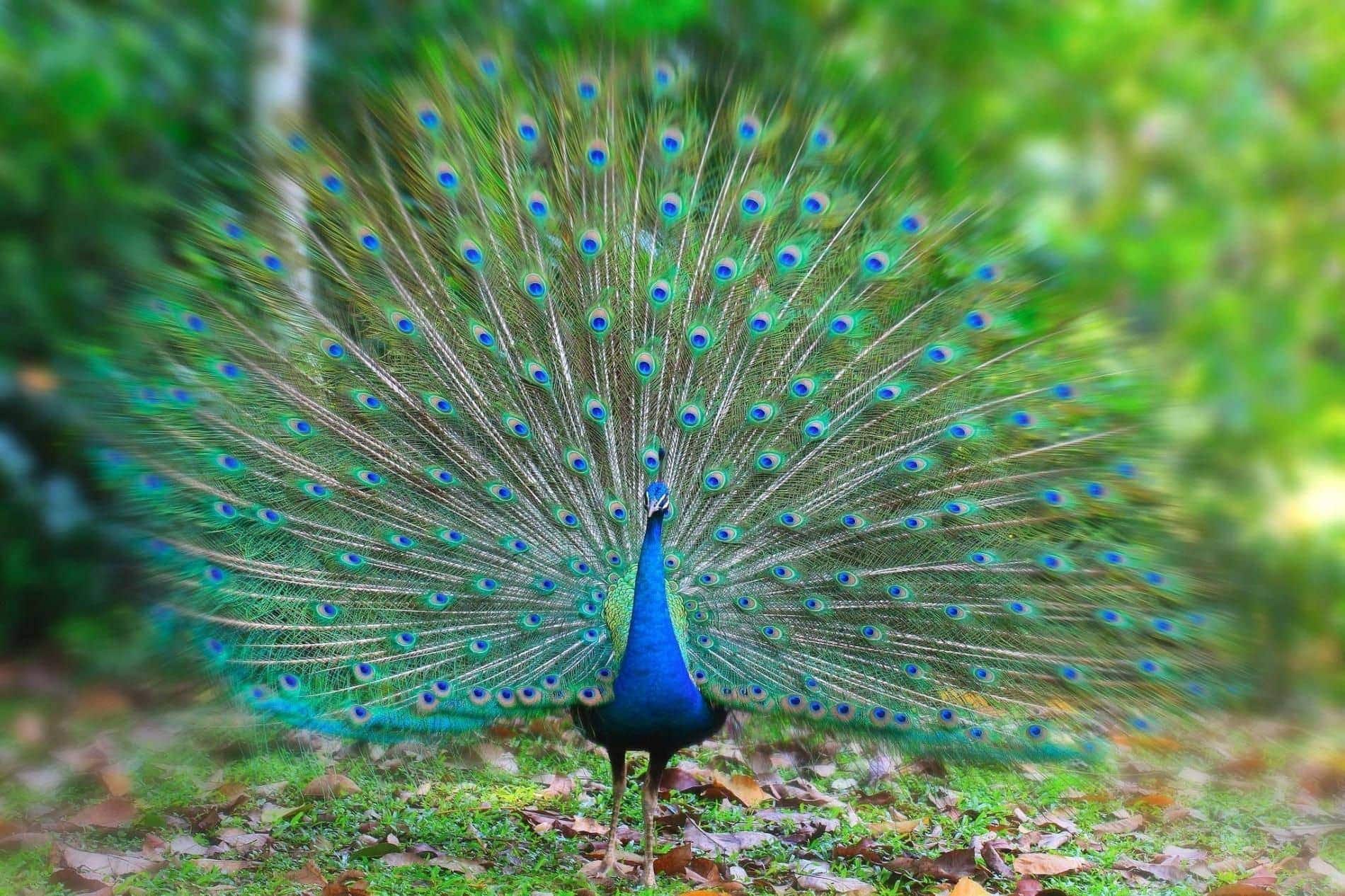 peacock dream meaning, dream about peacock, peacock dream interpretation, seeing in a dream peacock
