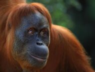 Orangutan Dream Meaning