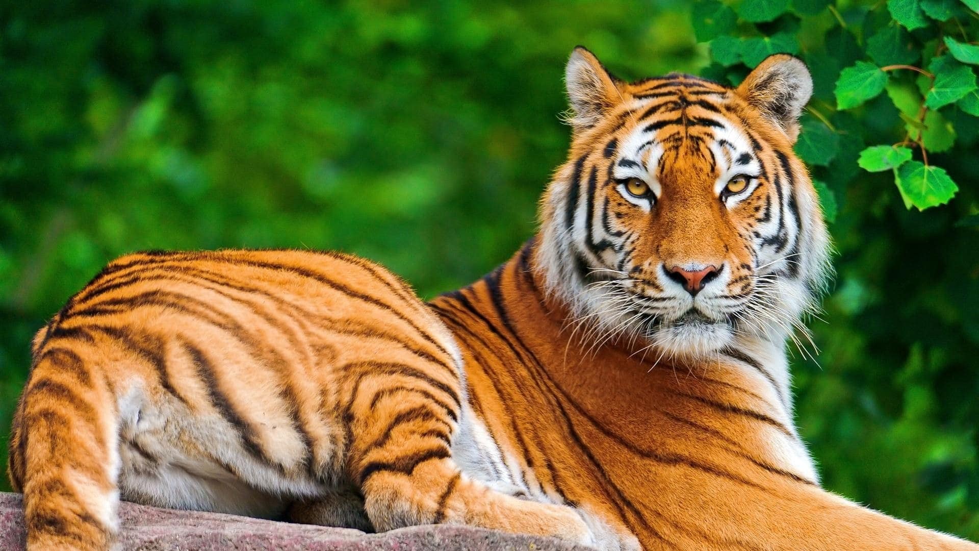 tiger-dream-meaning-get-your-dream-interpretation-now