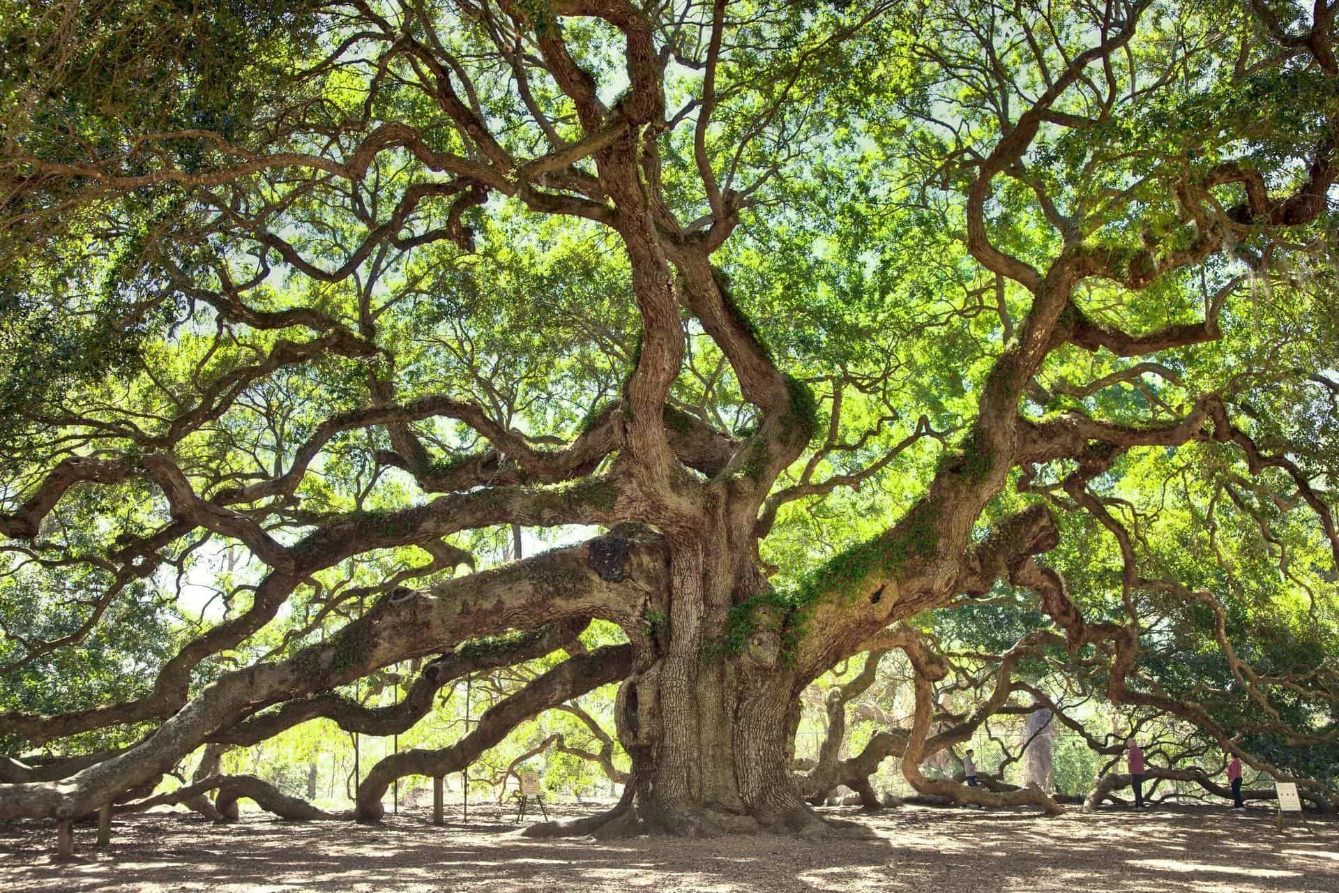 oak dream meaning, dream about oak, oak dream interpretation, seeing in a dream oak