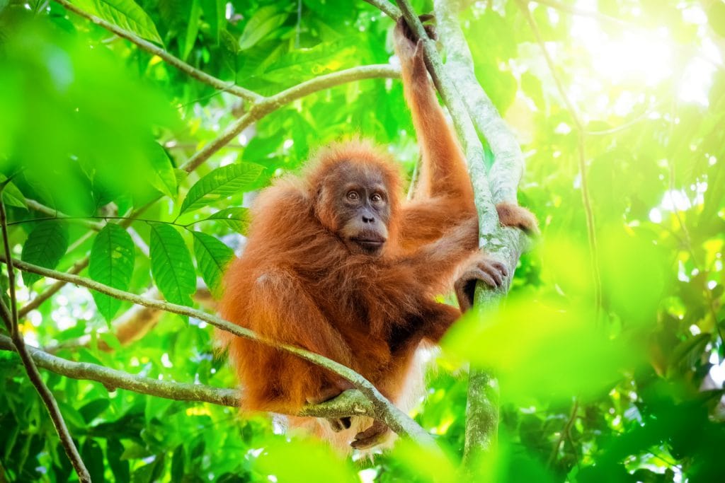 orangutan dream meaning, dream about orangutan, orangutan dream interpretation, seeing in a dream orangutan