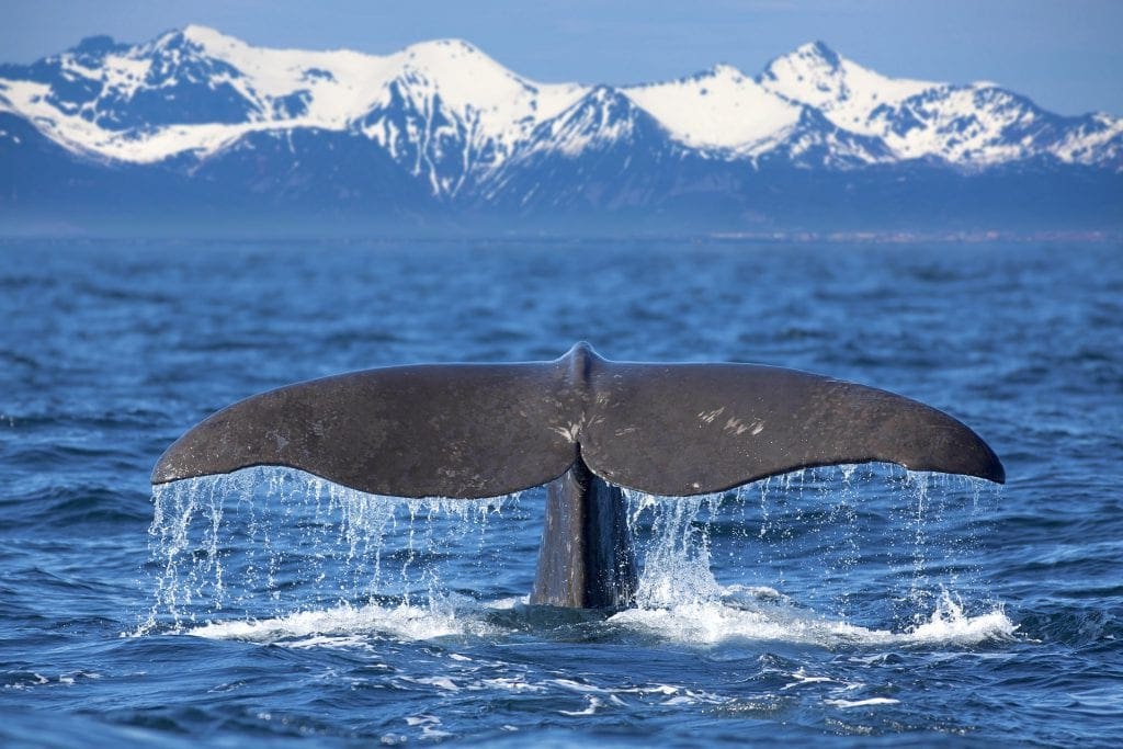 Whale dream meaning, whale dream interpretation, seeing in a dream whale