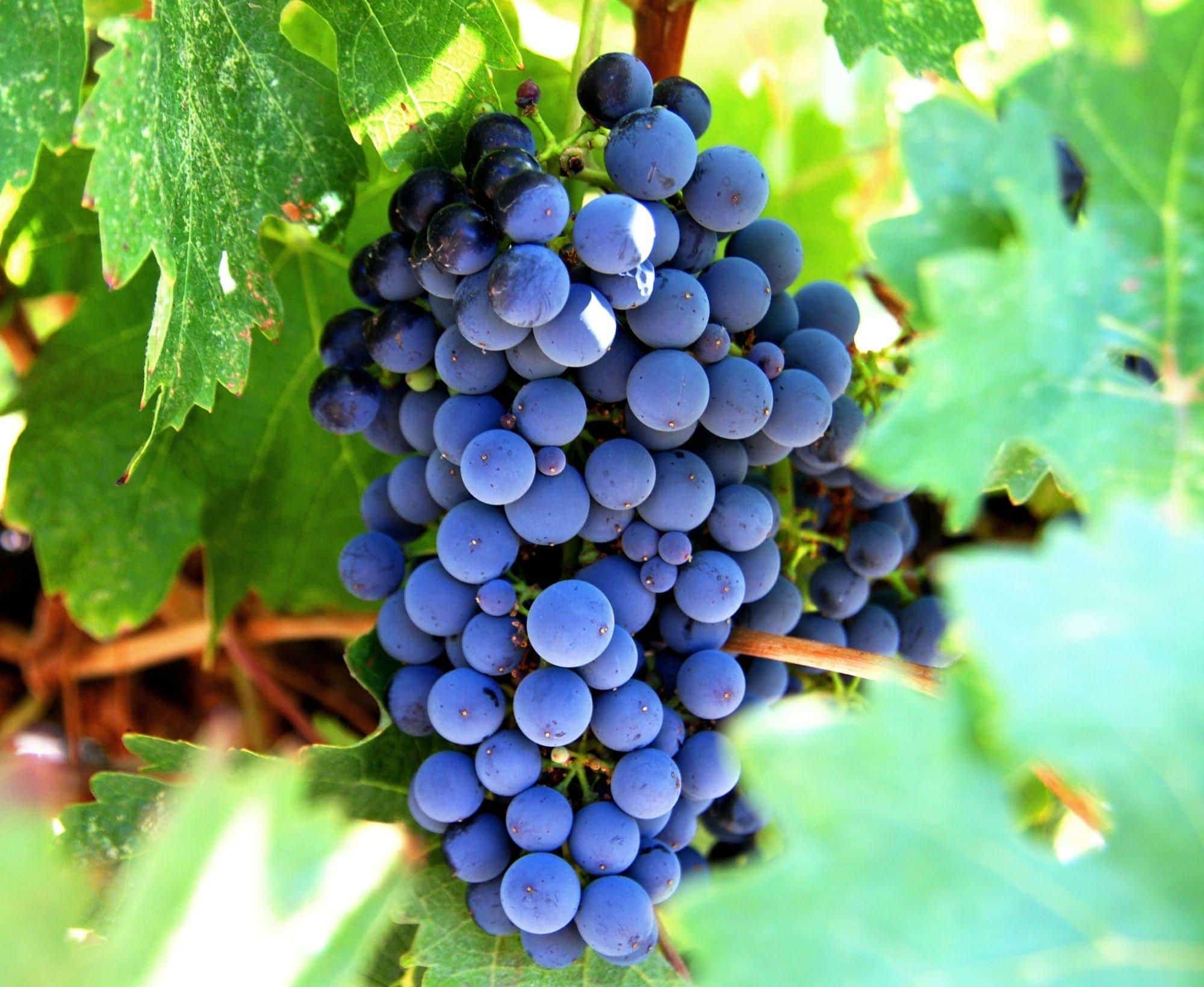 grapes dream meaning, dream about grapes, grapes dream interpretation, seeing in a dream grapes