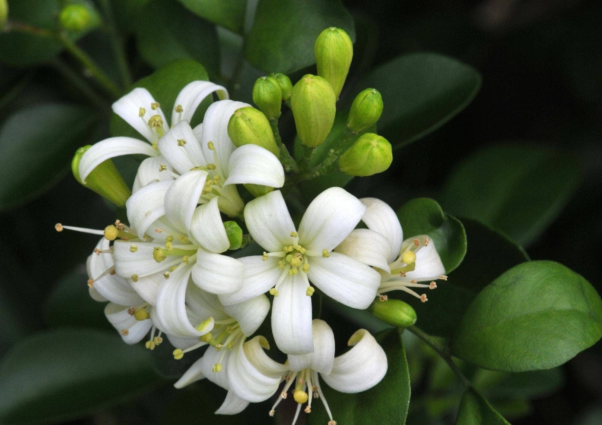 jasmine dream meaning, dream about jasmine, jasmine dream interpretation, seeing in a dream jasmine