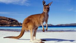 Kangaroo Dream Meaning