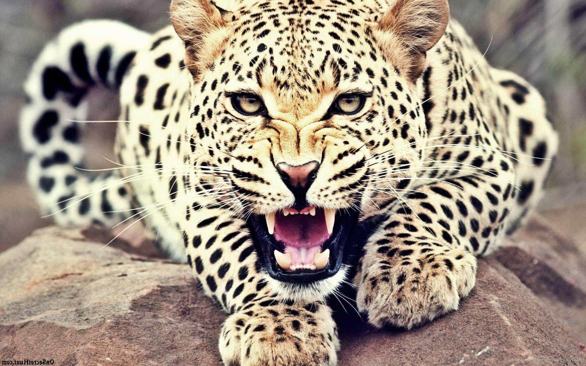 Leopard dream meaning, dream about leopard , leopard dream interpretation