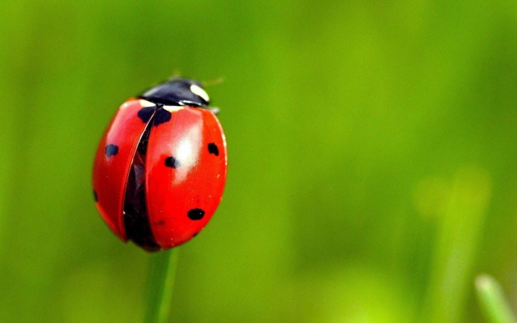 ladybug-dream-meaning-get-your-dream-interpretation-now