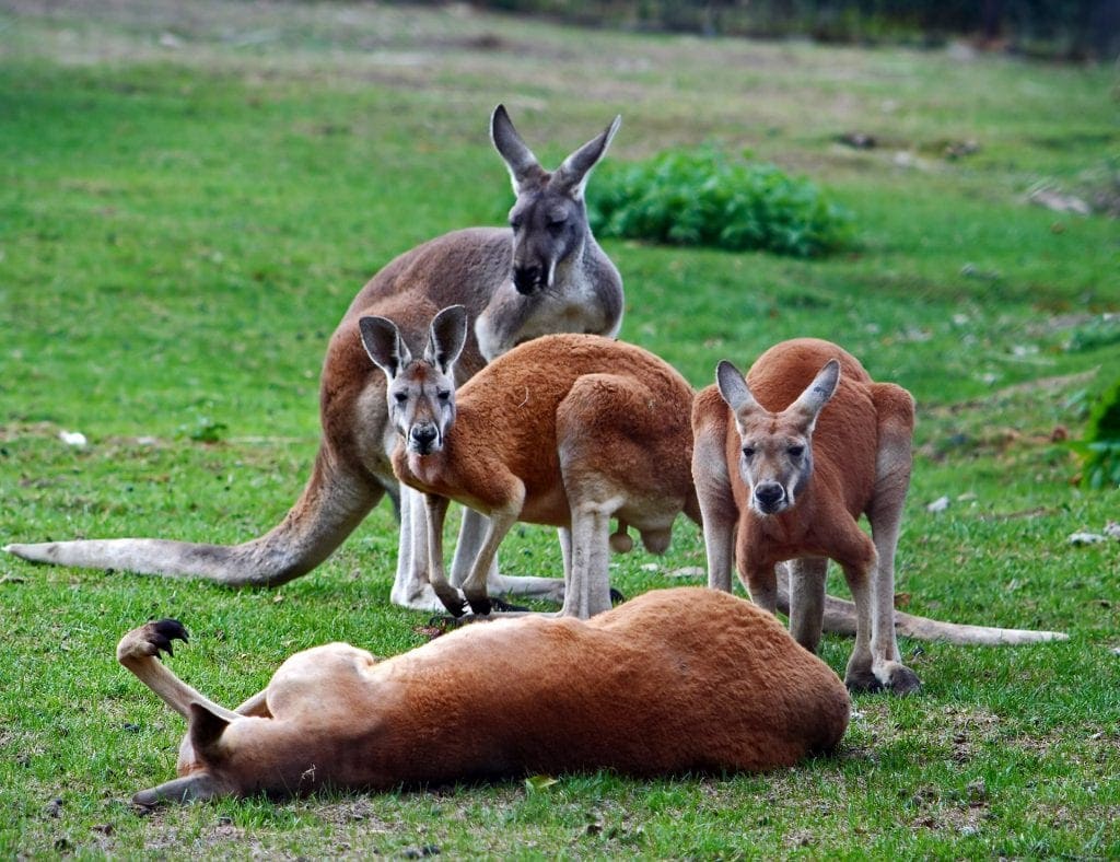 kangaroo dream meaning, dream about kangaroo, kangaroo dream interpretation, seeing in a dream kangaroo 
