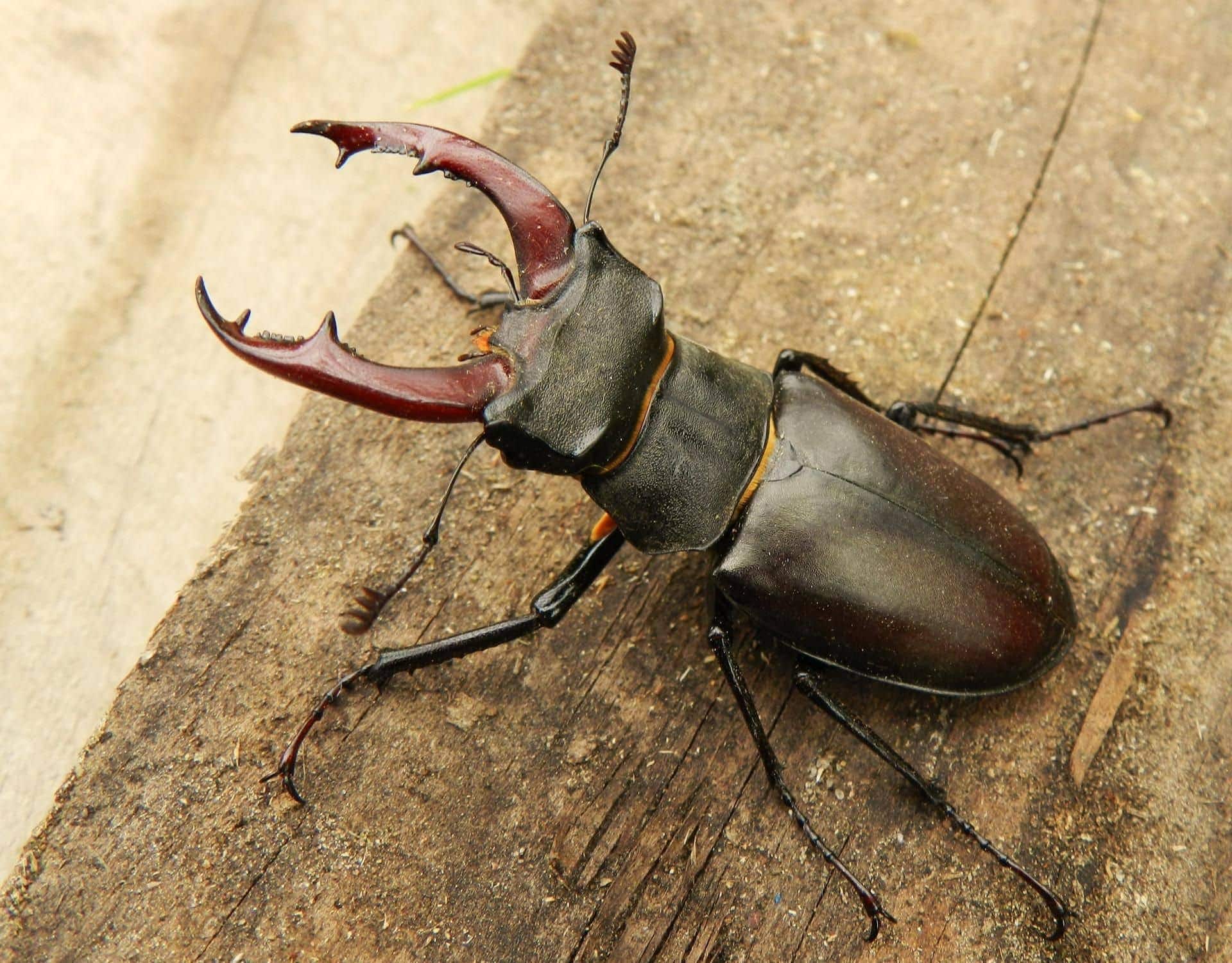 beetle dream meaning, dream about beetle, beetle dream interpretation, seeing in a dream beetle
