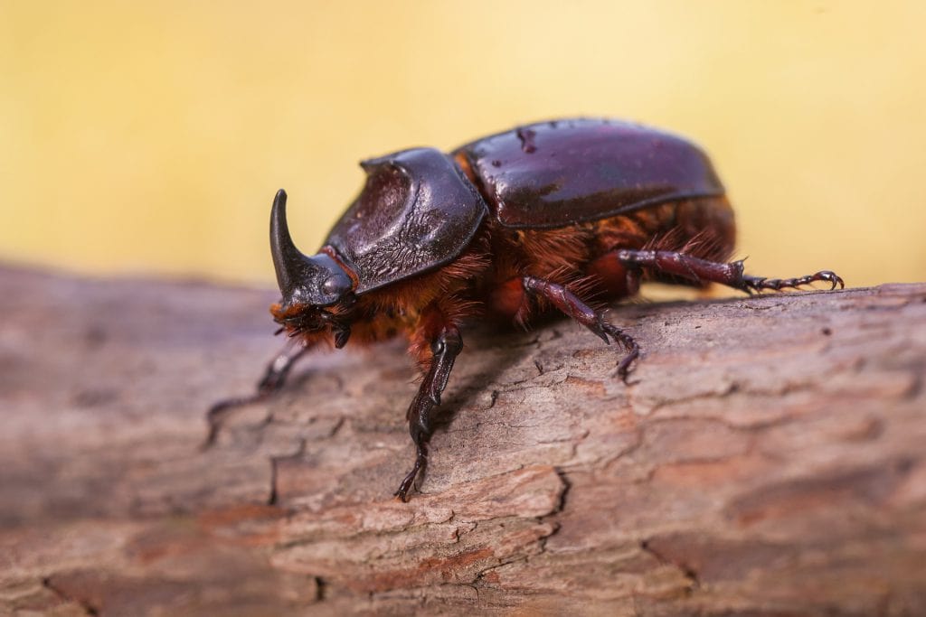 beetle-dream-meaning-get-your-dream-interpretation-now