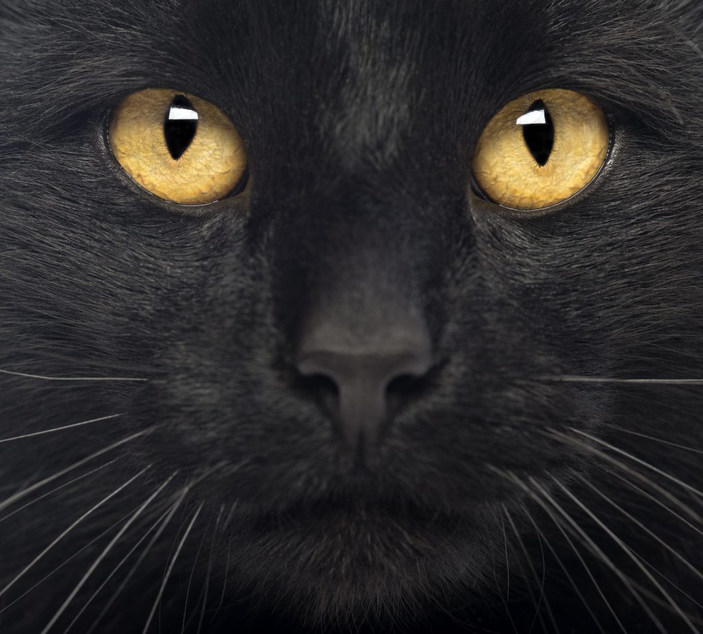 dream about black cat