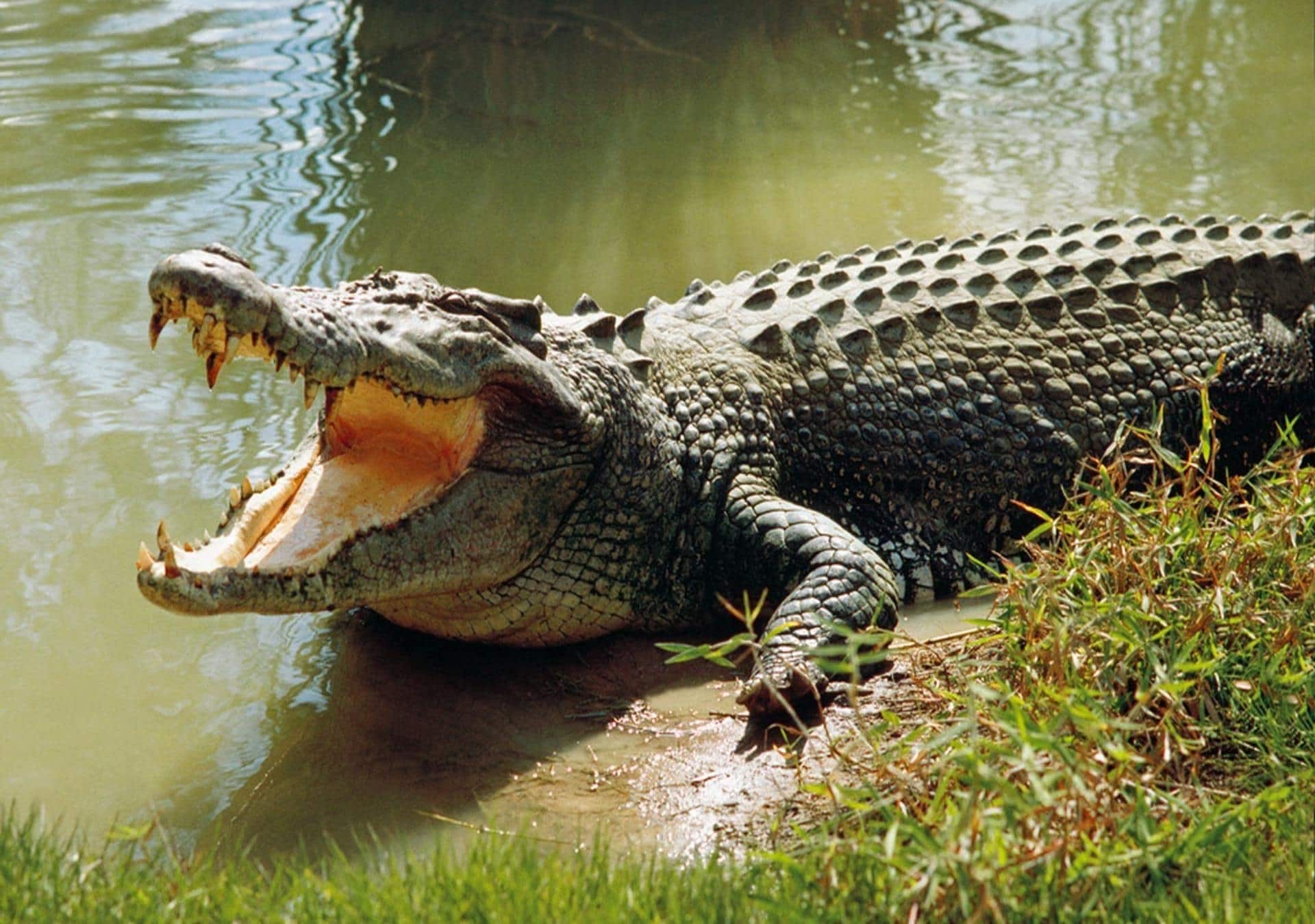 crocodile dream meaning