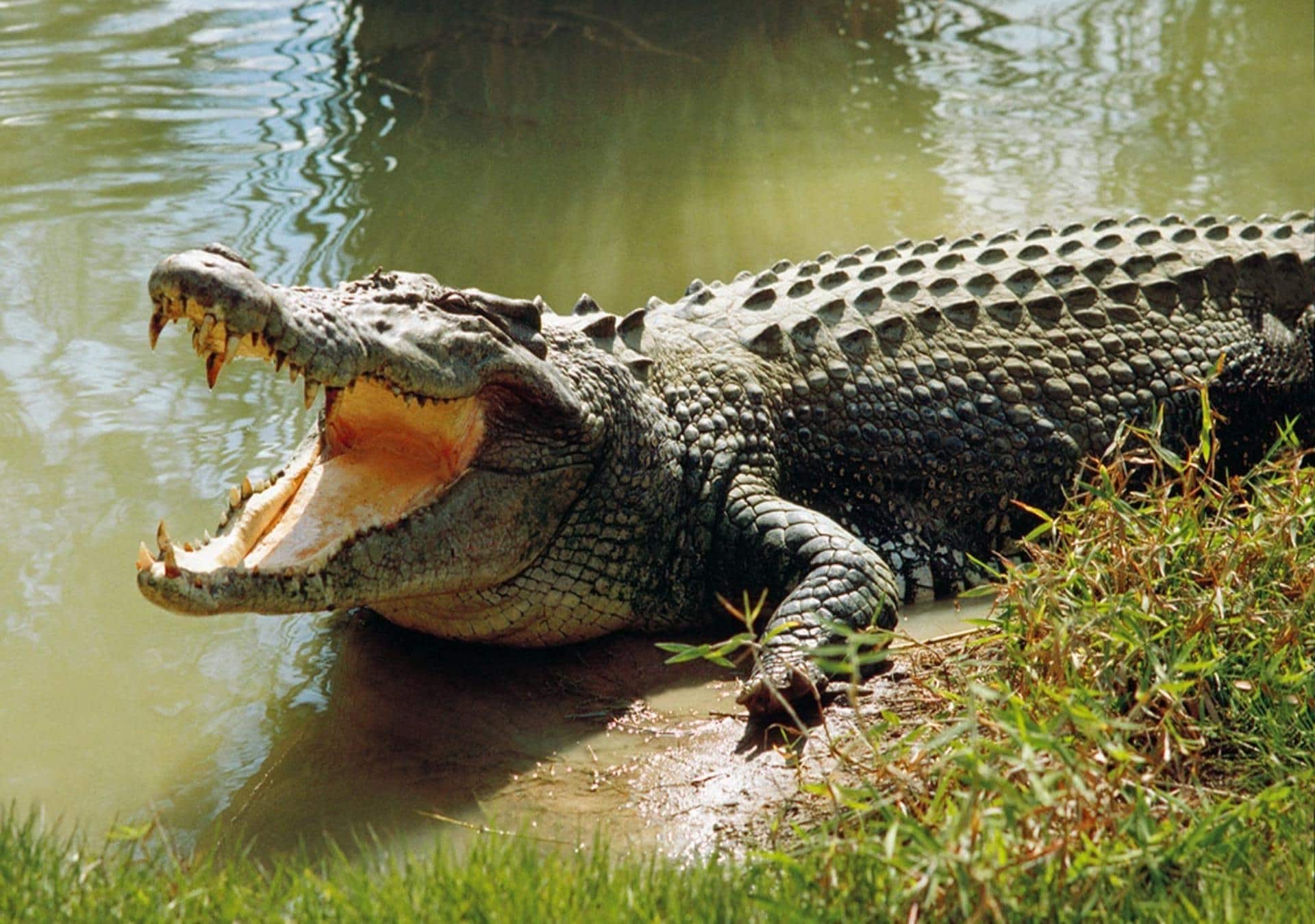 crocodile-dream-meaning-comprehensive-dream-dictionary