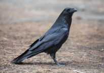 Crow Dream Meaning