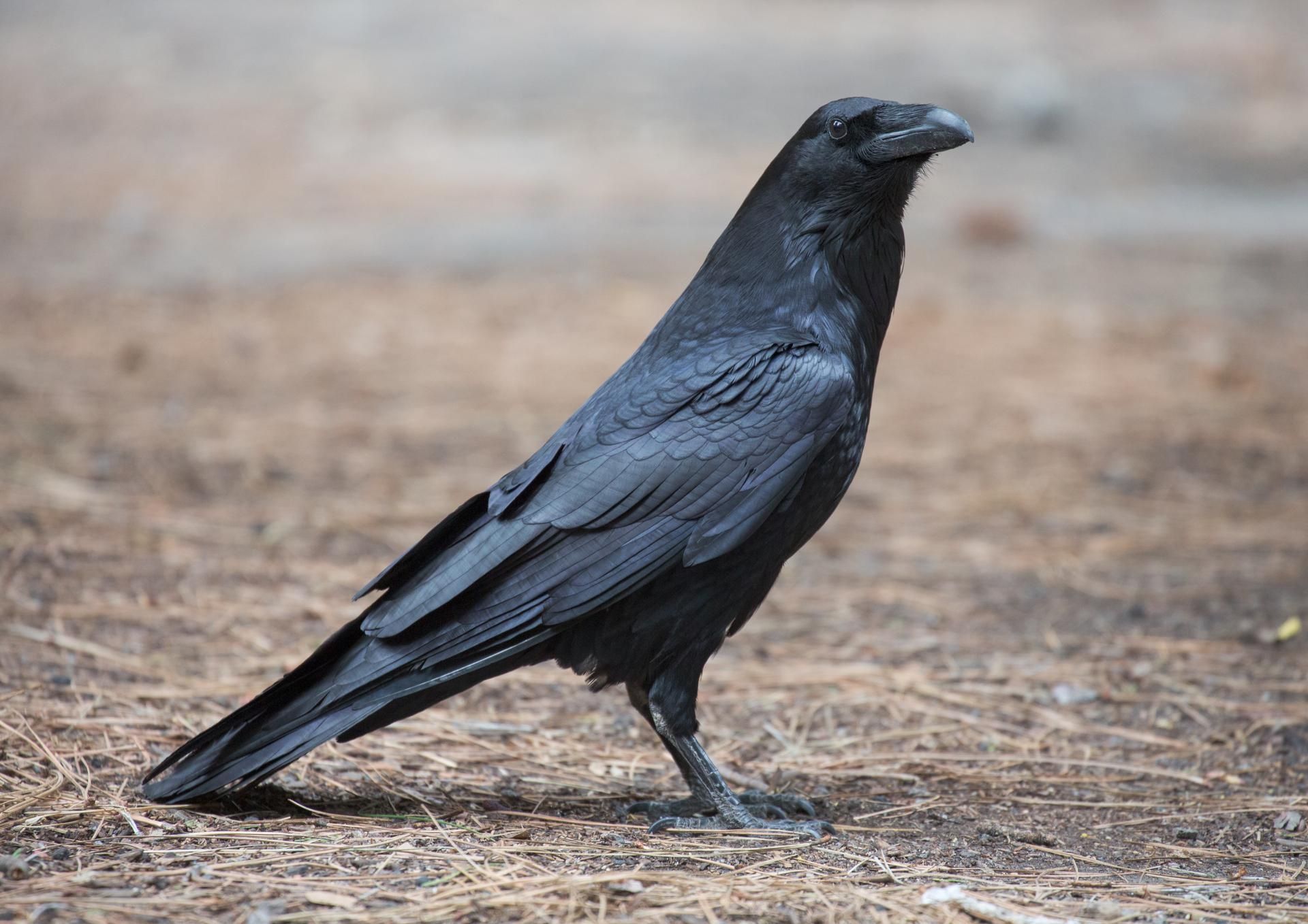 crow-dream-meaning-get-your-dream-interpretation-now