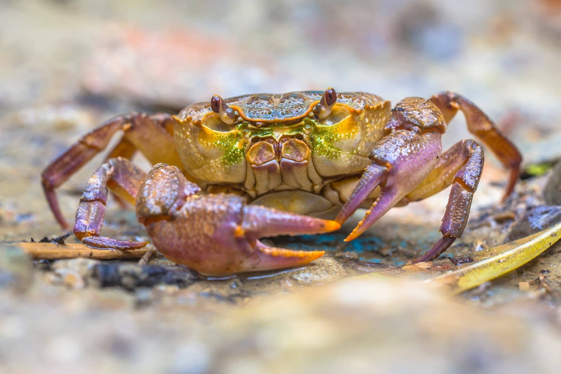 Crab Dream Meaning | Get Your Dream Interpretation Now!!!