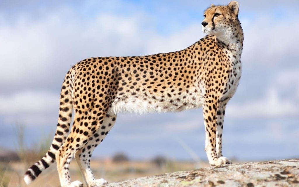 cheetah-dream-meaning-get-your-dream-interpretation-now