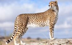 Cheetah Dream Meaning