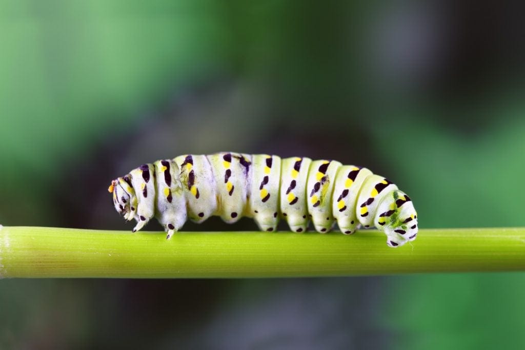 caterpillar dream meaning