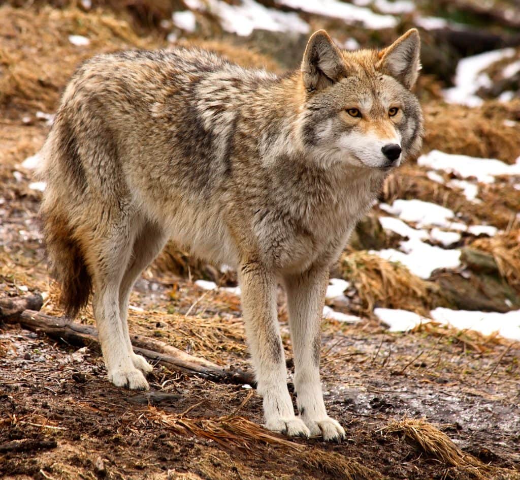 coyote dream meaning, dream about coyote, coyote dream interpretation, seeing in a dream coyote