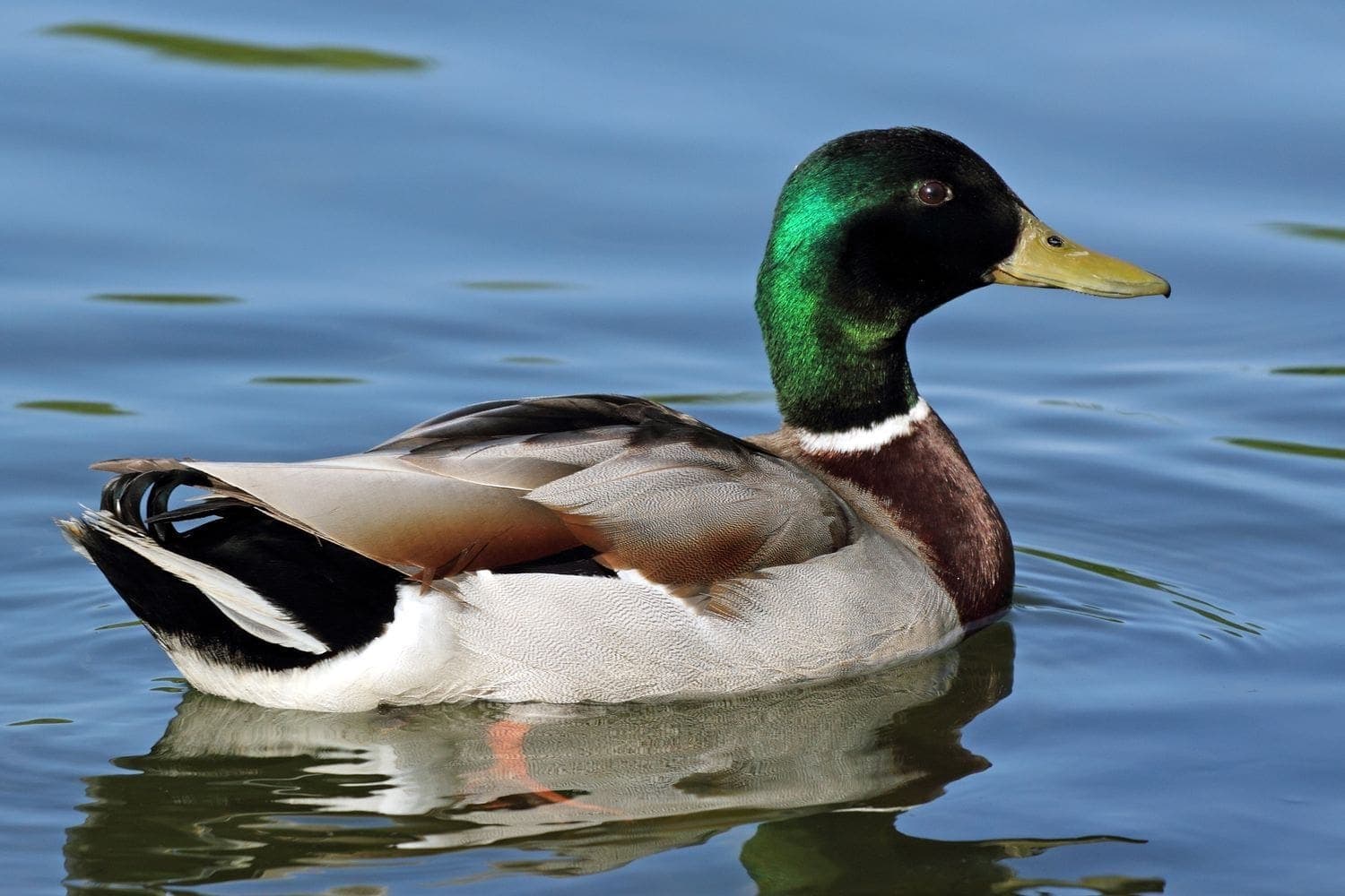 Duck Dream Meaning Get Your Dream Interpretation Now 