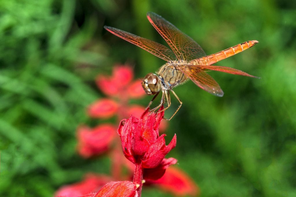 dragonfly dream meaning, dream about dragonfly, dragonfly dream interpretation, seeing in a dream dragonfly