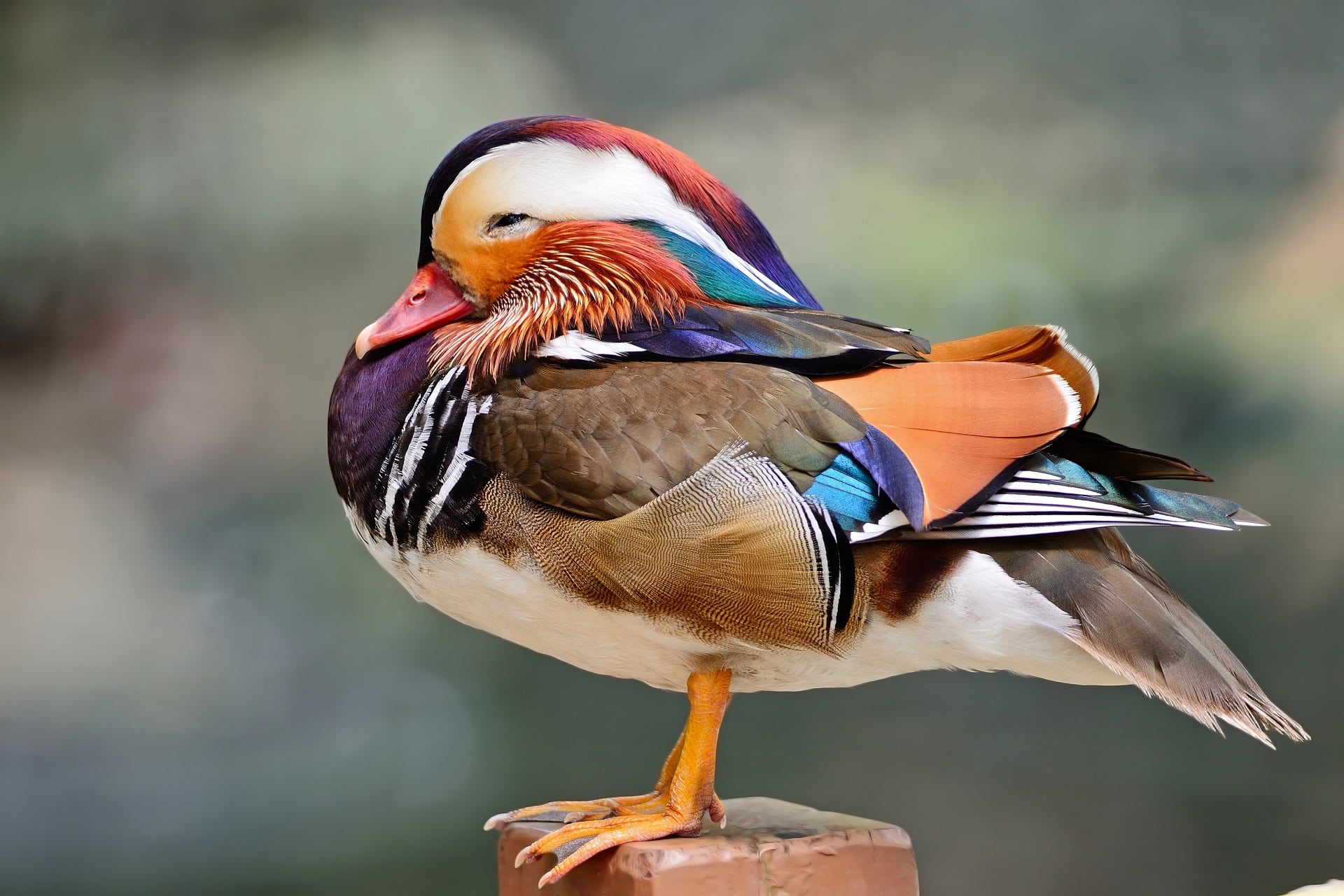 Duck Dream Meaning Get Your Dream Interpretation Now 