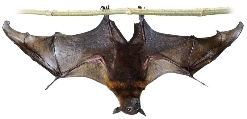 bat dream meaning, dream about bat, bat dream interpretation, seeing in a dream bat