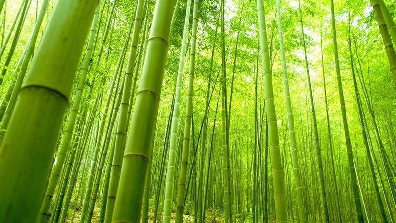 bamboo dream meaning, dream about bamboo, bamboo dream interpretation, seeing in a dream bamboo