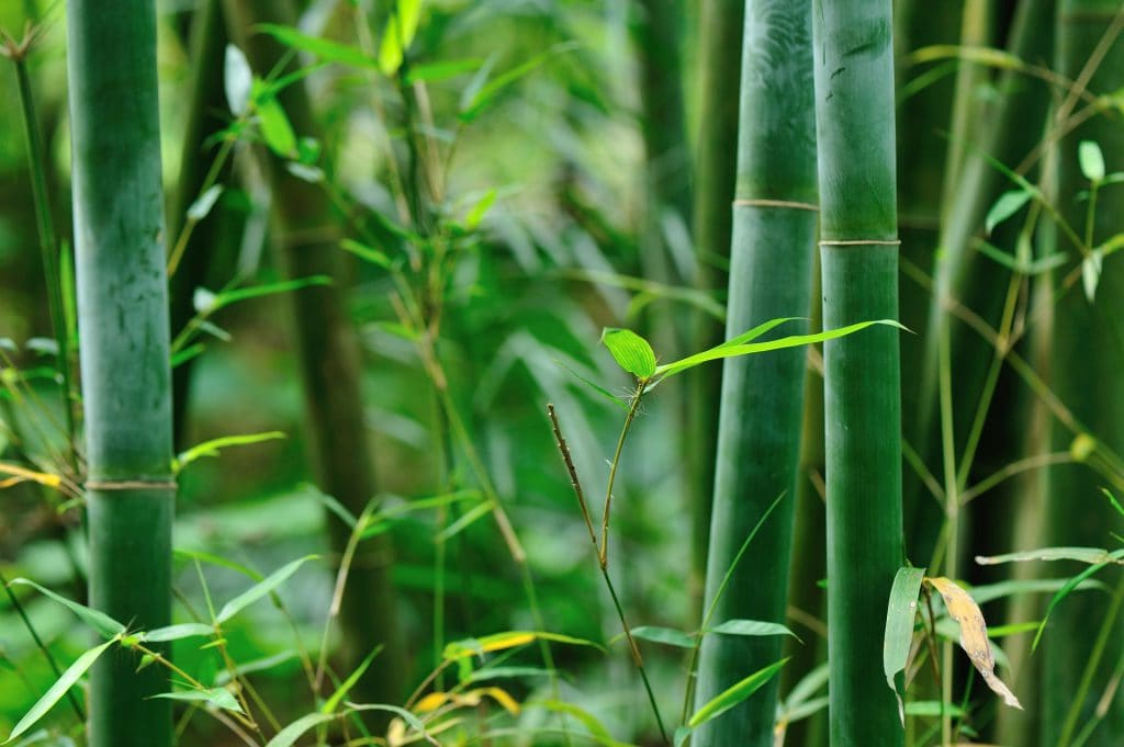 bamboo dream meaning, dream about bamboo, bamboo dream interpretation, seeing in a dream bamboo